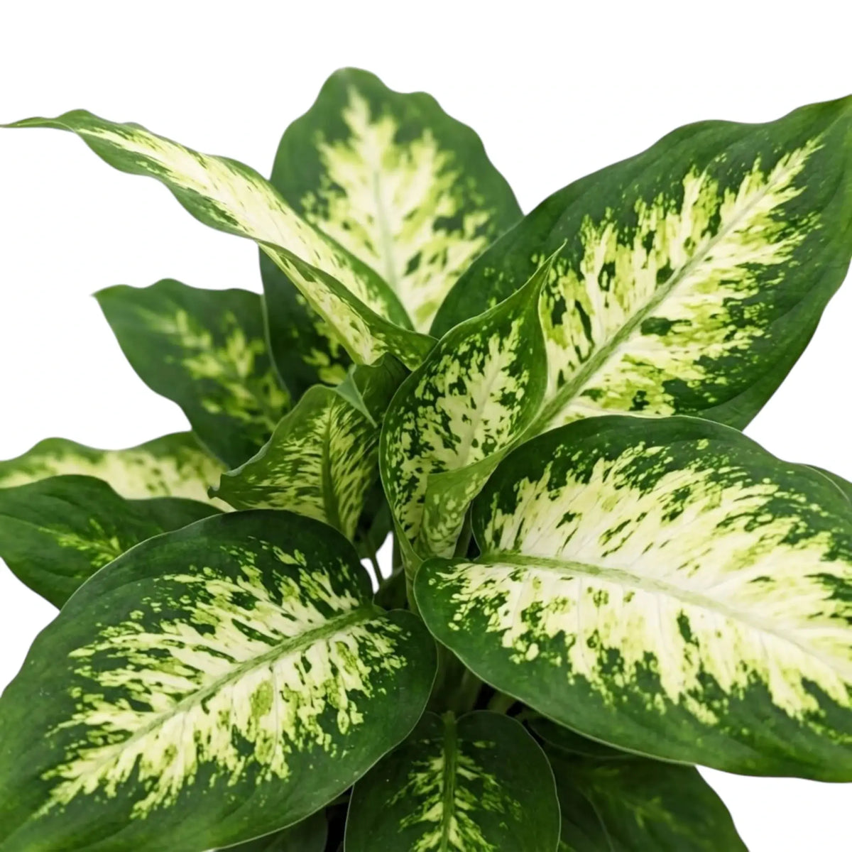 Blätter der Dieffenbachia 'Compacta' mit cremeweißen Blattmitten und unregelmäßigen dunkelgrünen Rändern