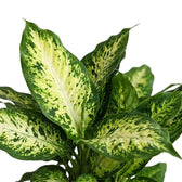 Nahaufnahme von Dieffenbachia-'Compacta'-Blättern mit cremeweißer Marmorierung und dunkelgrünen Sprenkeln