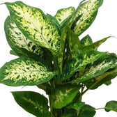 Dichtes Blattwerk der Dieffenbachia 'Compacta' mit breiten, cremeweiß-grün gemusterten Blättern