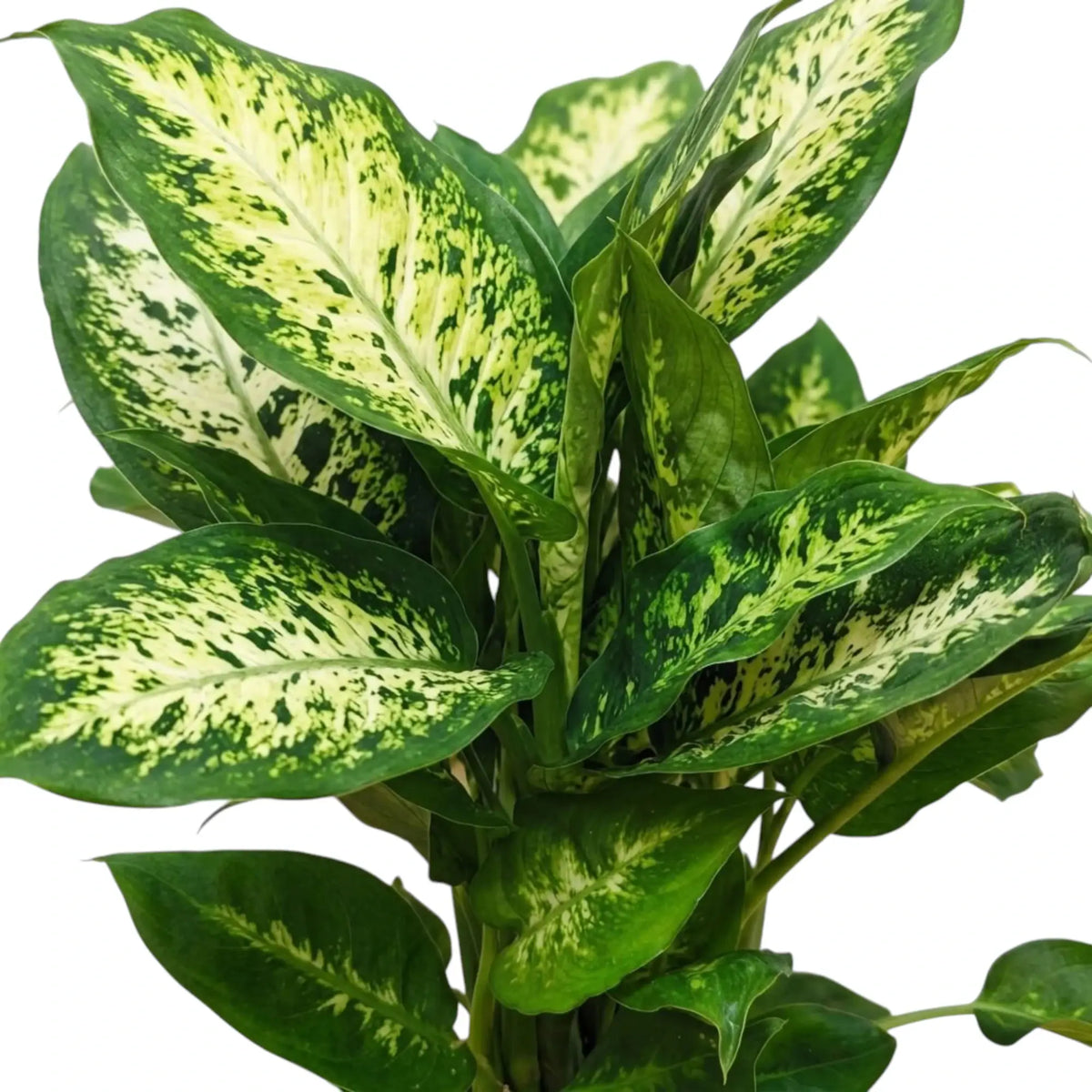 Dichtes Blattwerk der Dieffenbachia 'Compacta' mit breiten, cremeweiß-grün gemusterten Blättern