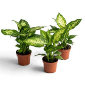 Drei Dieffenbachia 'Compacta' in braunen Töpfen mit seitlich ausgebreiteten, panaschierten Blättern