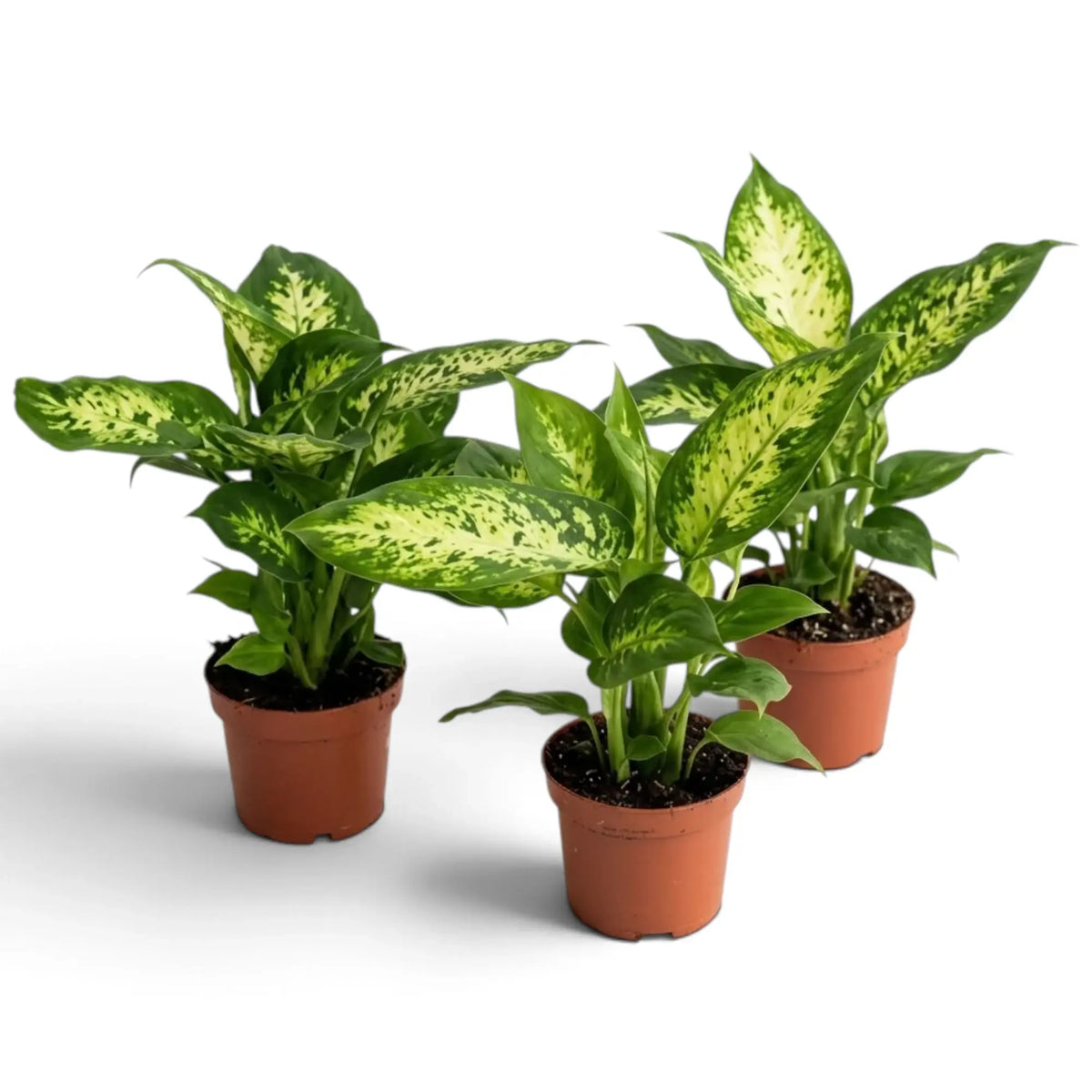 Drei Dieffenbachia 'Compacta' in braunen Töpfen mit seitlich ausgebreiteten, panaschierten Blättern