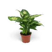 Dieffenbachia 'Compacta' im braunen Topf mit breiten, cremeweiß gemusterten Blättern und dunkelgrünen Rändern