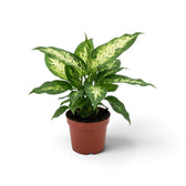 Dieffenbachia 'Compacta' im braunen Topf mit aufrechten, cremeweiß-grün gemusterten Blättern