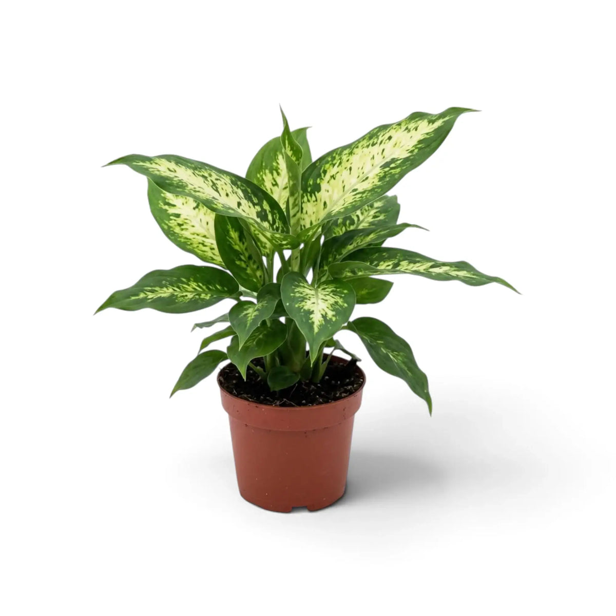 Dieffenbachia 'Compacta' im braunen Topf mit aufrechten, cremeweiß-grün gemusterten Blättern
