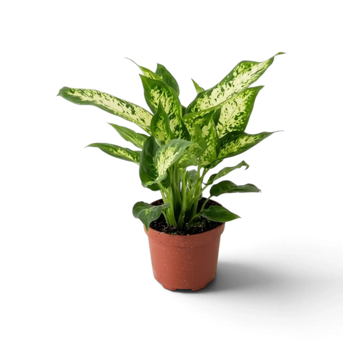 Aufrecht wachsende Dieffenbachia 'Compacta' im braunen Topf mit spitzen, cremeweiß gesprenkelten grünen Blättern