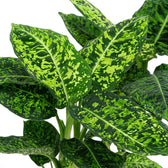 Dense foliage of Dieffenbachia 'Reflector' with lime-green mottling on dark green leaves.