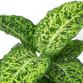 Dieffenbachia 'Reflector' leaf cluster showing bright lime centres and dark green speckled margins.