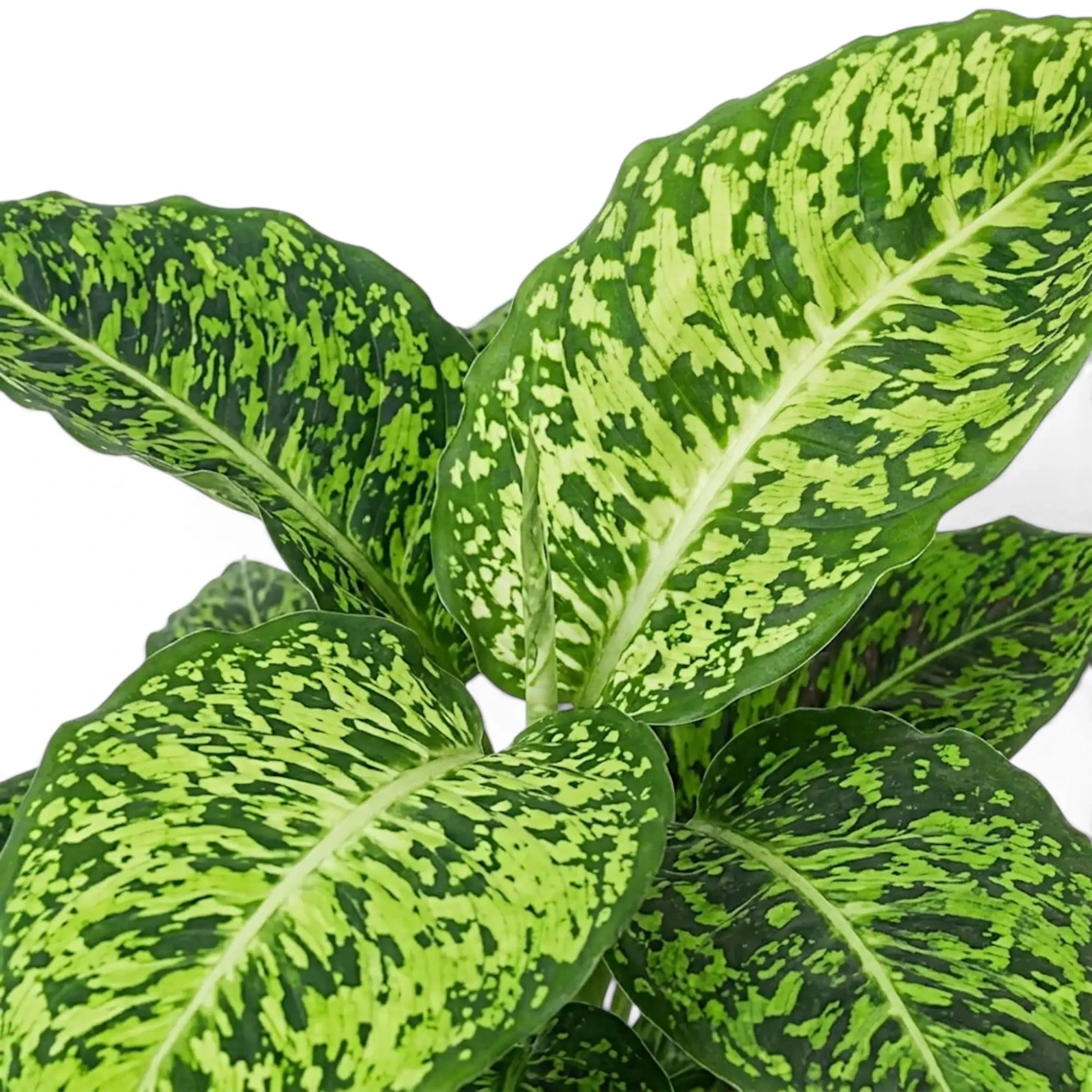 Dieffenbachia 'Reflector' leaf cluster showing bright lime centres and dark green speckled margins.
