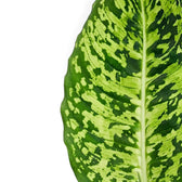 Single upright Dieffenbachia 'Reflector' leaf with a pale midrib and irregular lime-green markings.