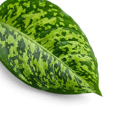 Angled Dieffenbachia 'Reflector' leaf showing its mottled lime and dark green pattern.