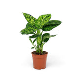 Tall Dieffenbachia 'Reflector' in a nursery pot, showing its upright growth habit.