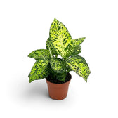 Bushy Dieffenbachia 'Reflector' in a nursery pot with densely mottled foliage.