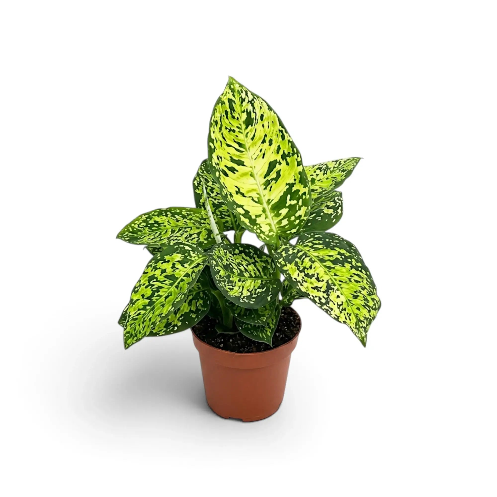 Bushy Dieffenbachia 'Reflector' in a nursery pot with densely mottled foliage.