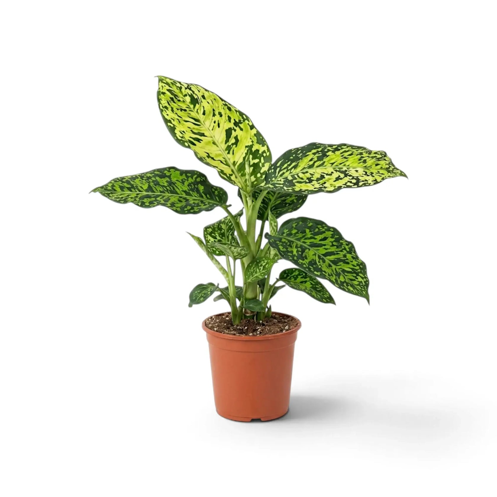 Dieffenbachia 'Reflector' from the side, showing its upright stems and spotted leaves.