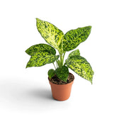 Full Dieffenbachia 'Reflector' with bright central leaves in a nursery pot.