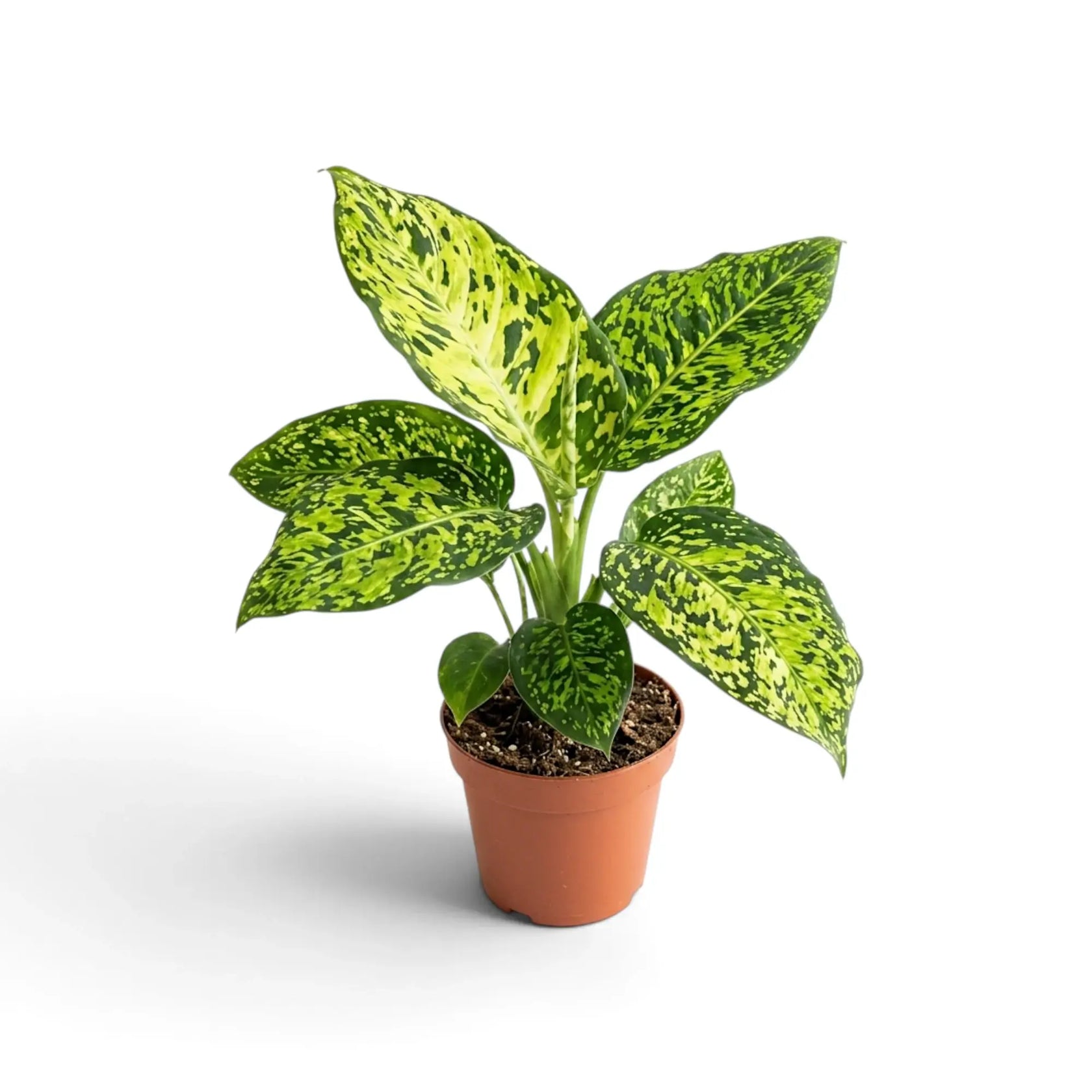 Full Dieffenbachia 'Reflector' with bright central leaves in a nursery pot.