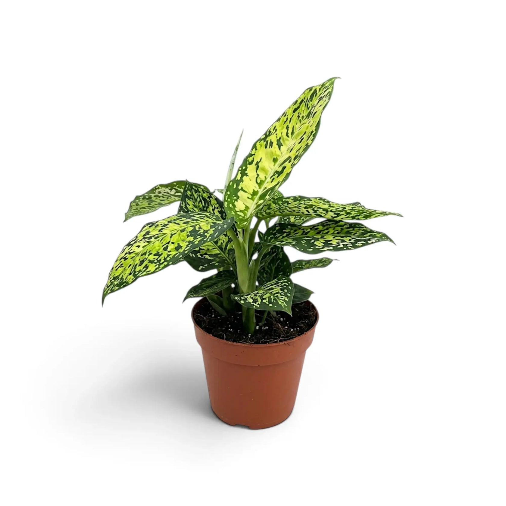 Compact Dieffenbachia 'Reflector' viewed at an angle in a nursery pot.
