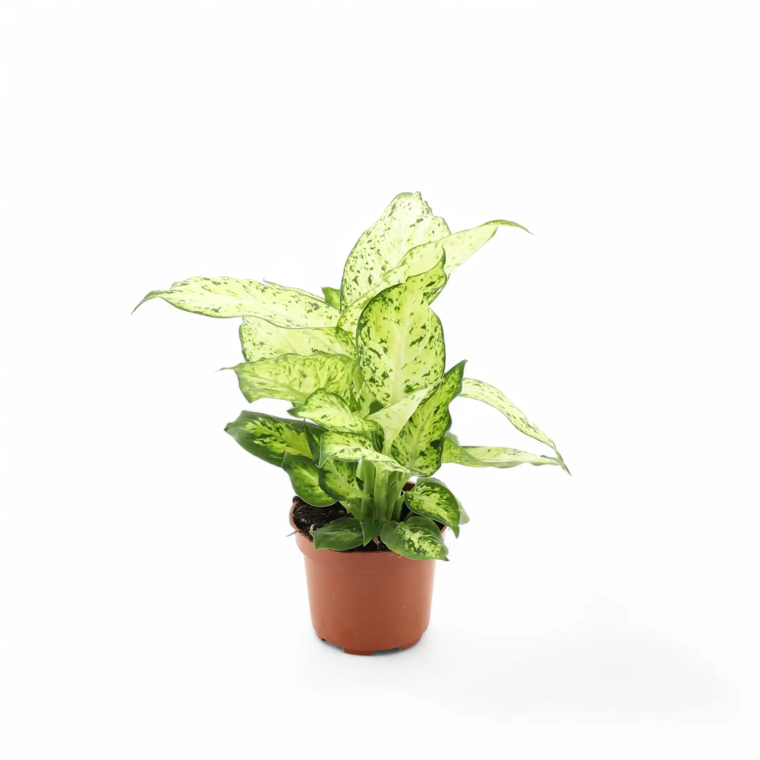 Dieffenbachia seguine 'Amy' potted plant in nursery pot on white background.
