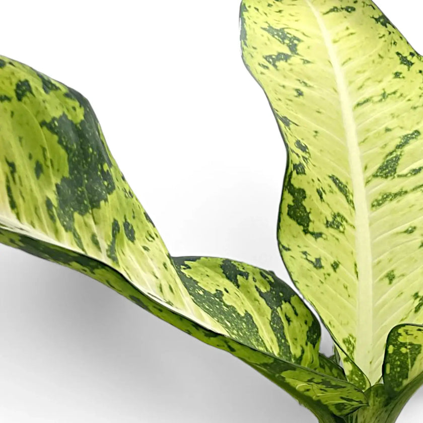 Dieffenbachia seguine 'Banana' close-up of leaf on white background.