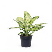 Dieffenbachia seguine 'Banana' potted plant in nursery pot on white background.