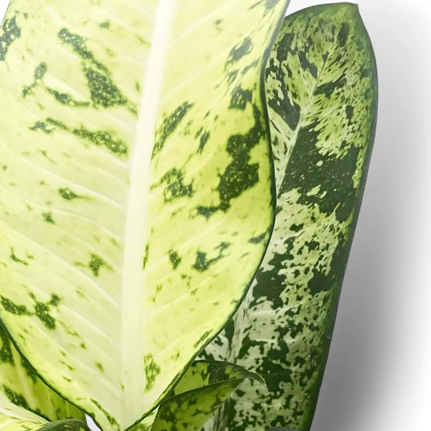 Dieffenbachia seguine 'Banana' potted plant in nursery pot on white background.