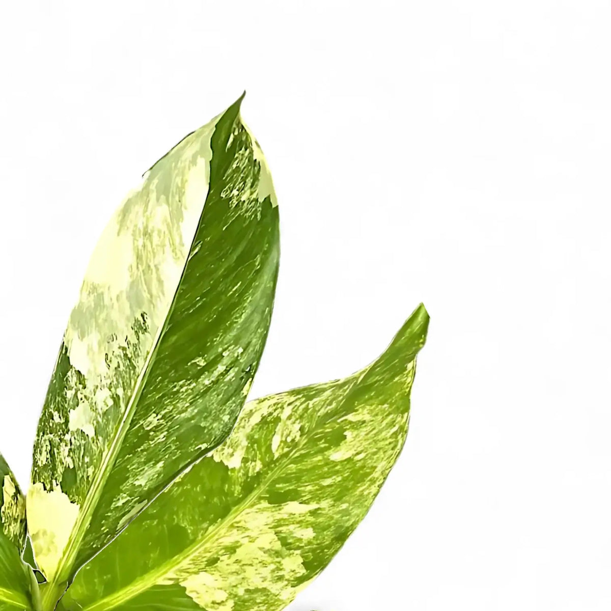 dieffenbachia big ben for sale Dieffenbachia 'Big Ben' | Large Cane