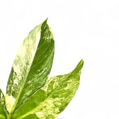 dieffenbachia big leaves Dieffenbachia 'Big Ben' | Large Cane