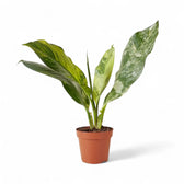 Dieffenbachia seguine 'Big Ben' potted plant in nursery pot on white background.