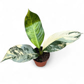 Dieffenbachia seguine 'Big Ben' potted plant in nursery pot on white background.