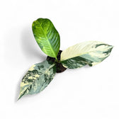 Dieffenbachia seguine 'Big Ben' potted plant in nursery pot on white background.