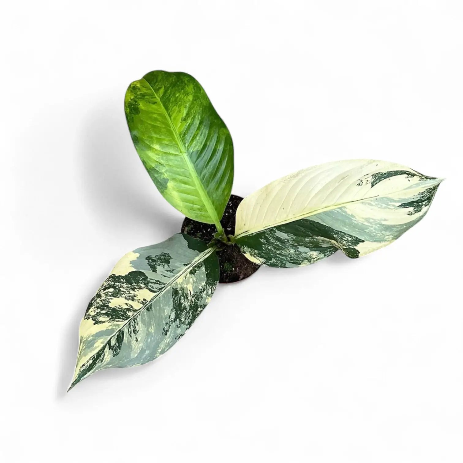 Dieffenbachia seguine 'Big Ben' potted plant in nursery pot on white background.