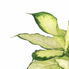 dieffenbachia seguine camille Dieffenbachia 'Camilla' | Cream Leaves