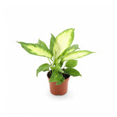 Dieffenbachia seguine 'Camilla' – Topfpflanze im Kulturtopf vor weißem Hintergrund, Produktfoto 4.