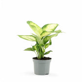 Dieffenbachia seguine 'Camilla' – Topfpflanze im Kulturtopf vor weißem Hintergrund, Produktfoto 5.