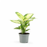 Dieffenbachia seguine 'Camilla' potted plant in nursery pot on white background.