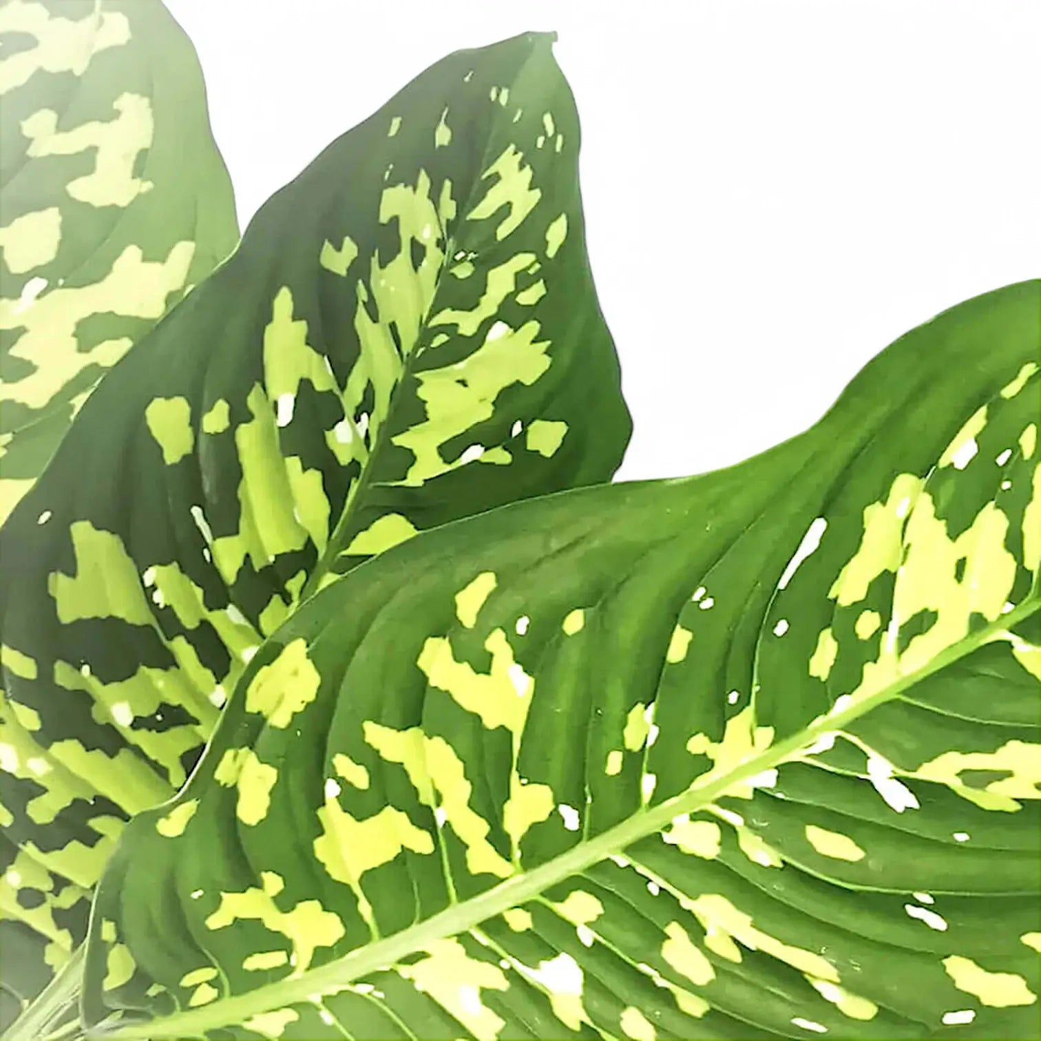 Dieffenbachia seguine 'Cheetah' leaf detail on white background.