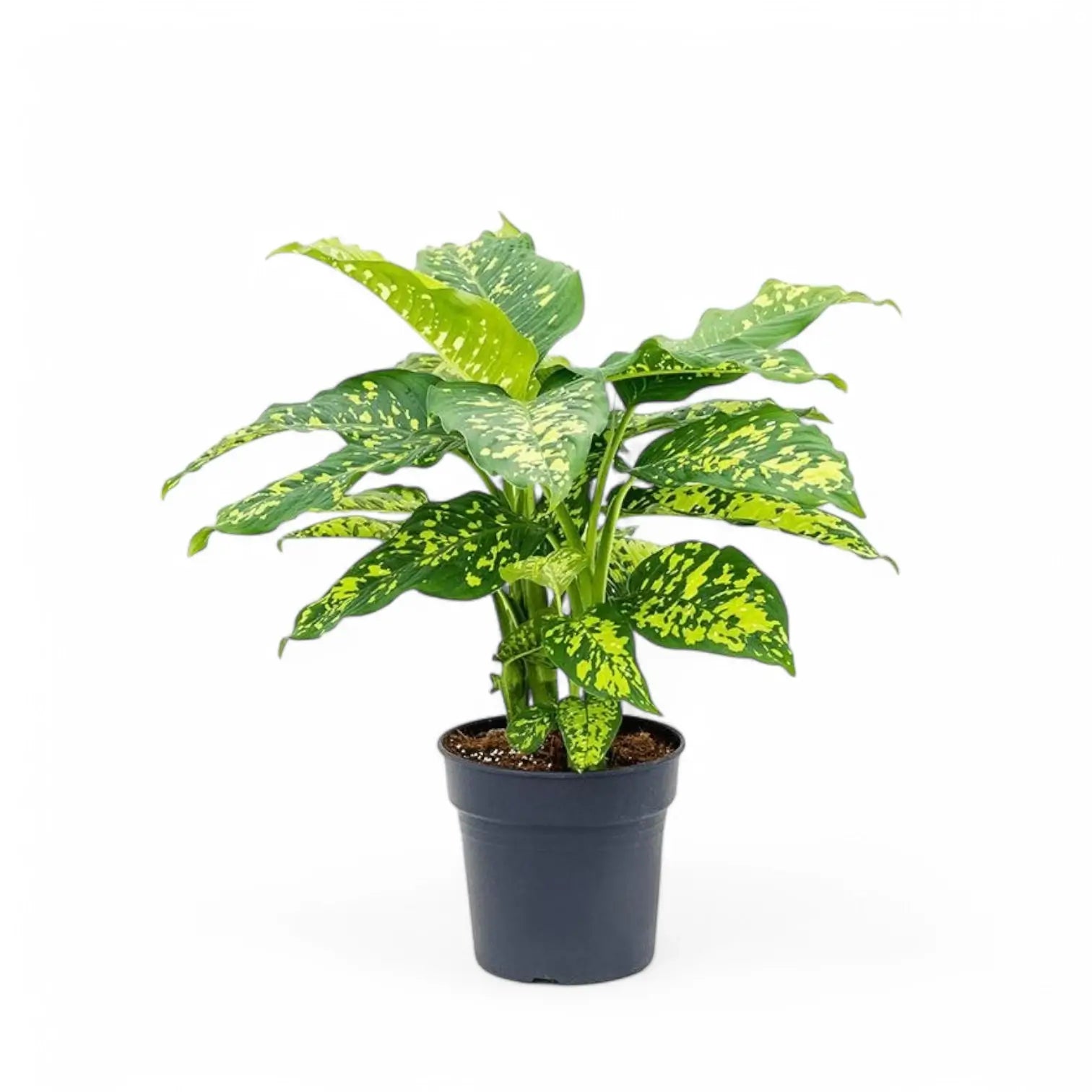 Dieffenbachia seguine 'Cheetah' Zimmerpflanze im Anzuchttopf vor weißem Hintergrund, Produktfoto 2.
