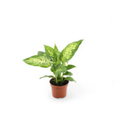 Dieffenbachia seguine 'Compacta' potted plant in nursery pot on white background.
