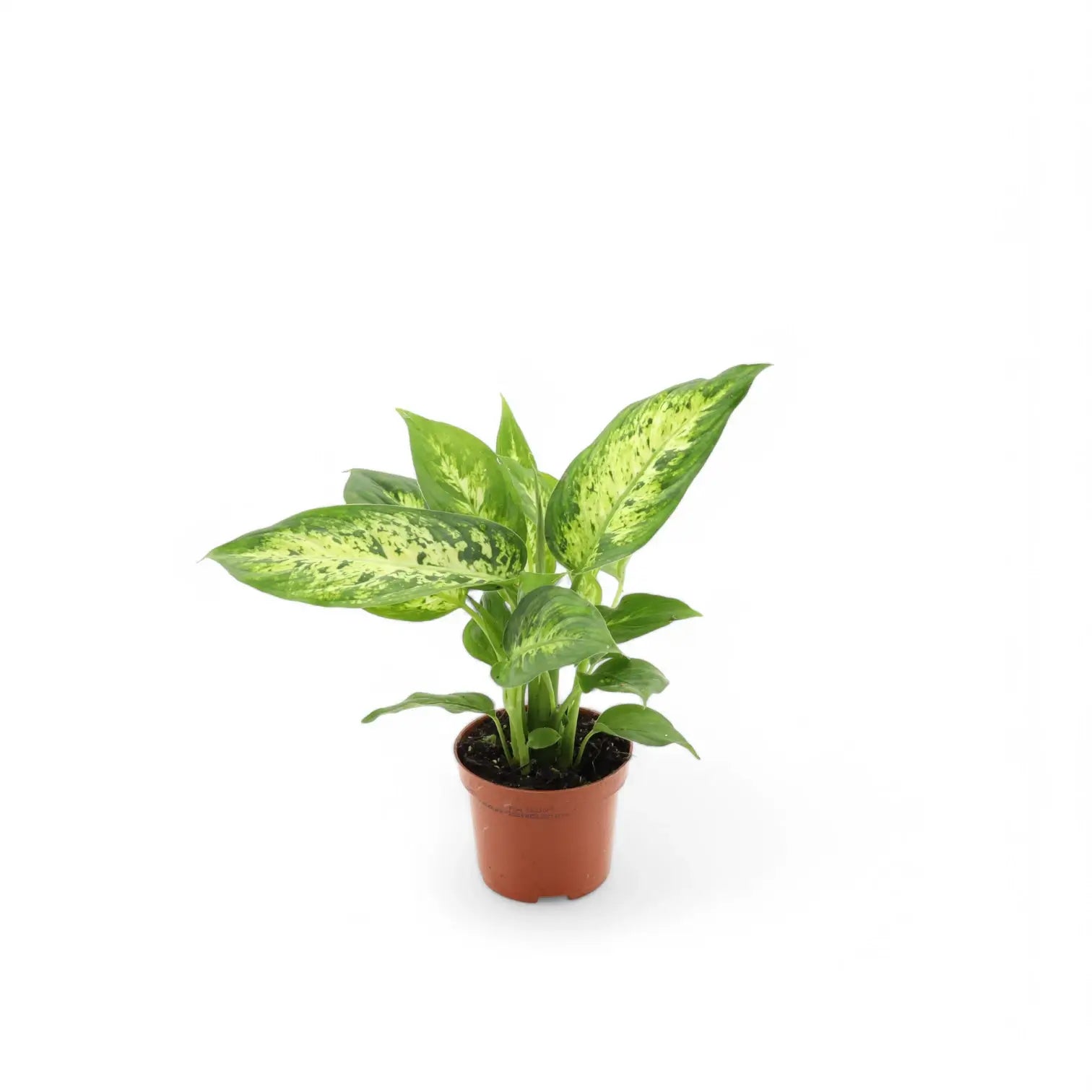 Dieffenbachia seguine 'Compacta' potted plant in nursery pot on white background.