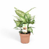dieffenbachia perfection compacta Dieffenbachia 'Compacta' | Compact Cane