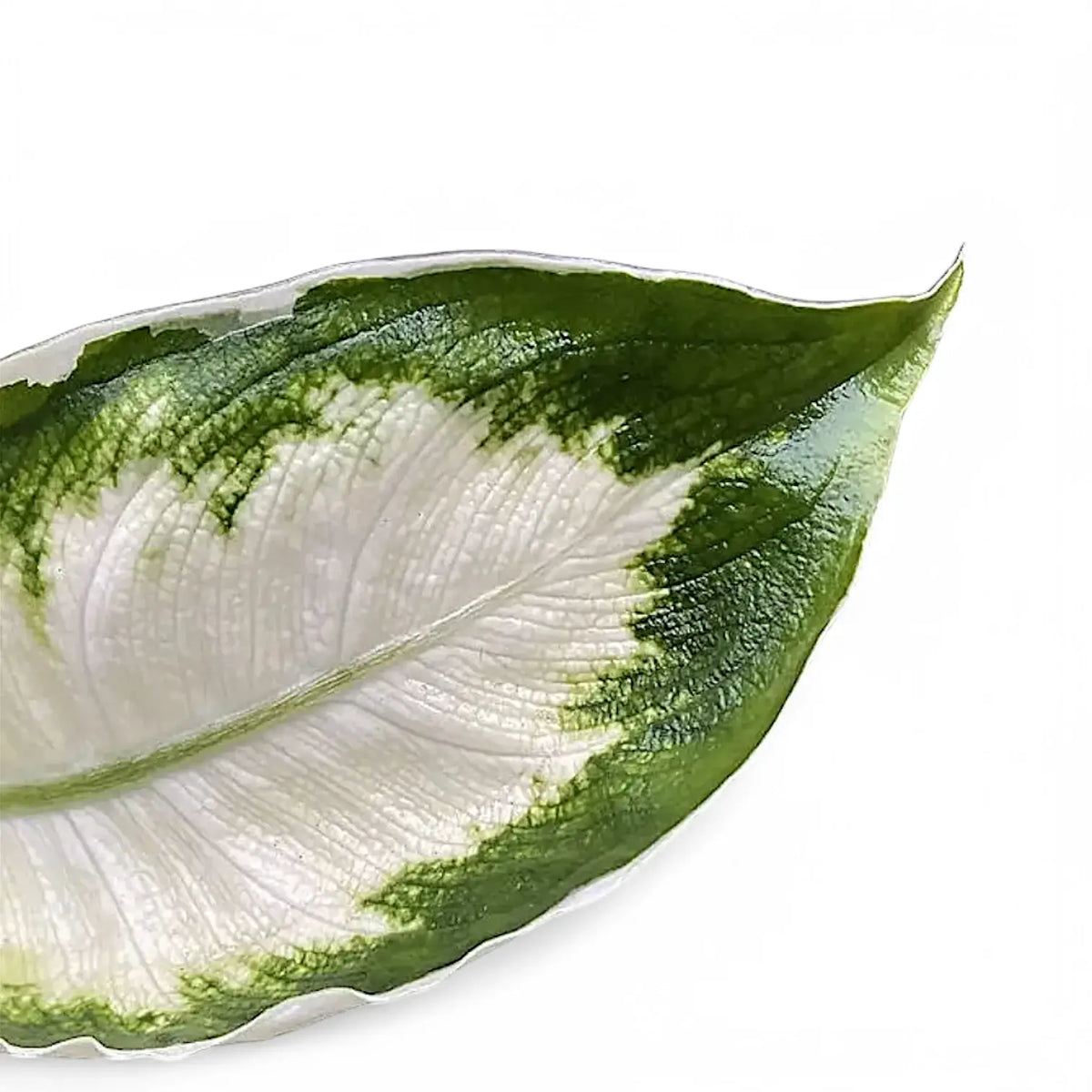 Dieffenbachia seguine 'Cool Beauty' – Crisp White Centres
