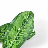 Dieffenbachia seguine 'Crocodile' – Blattdetail vor weißem Hintergrund..