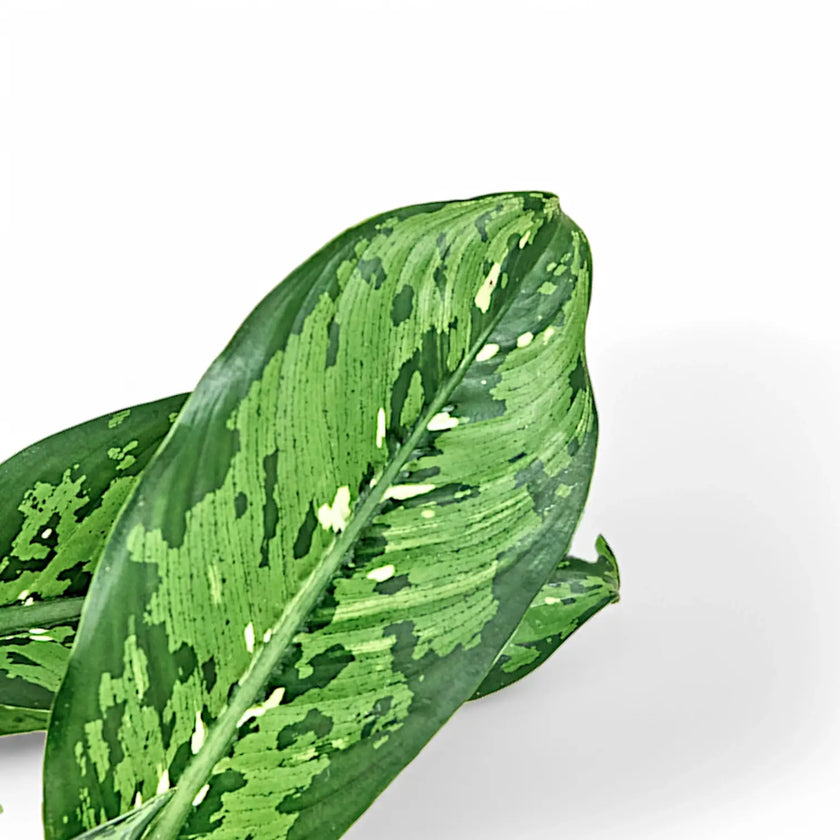 Dieffenbachia seguine 'Crocodile' leaf detail on white background.