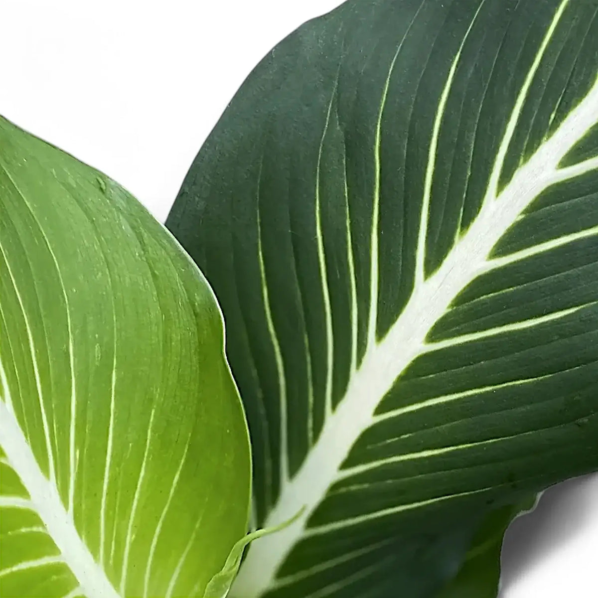Dieffenbachia seguine 'Green Magic'  Bold Cream Midrib Dieffenbachia