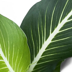 green magic dieffenbachia Dieffenbachia seguine 'Green Magic' – Bold Cream Midrib Dieffenbachia