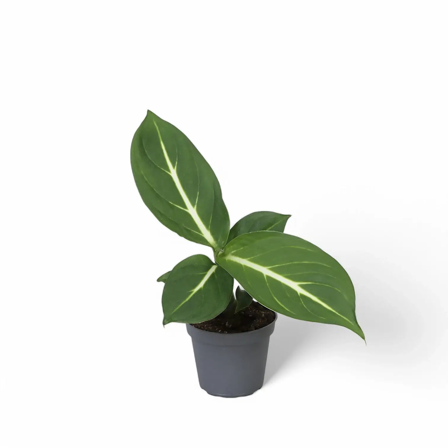 Dieffenbachia seguine 'Green Magic' aka 'Sterling' potted plant in nursery pot on white background.