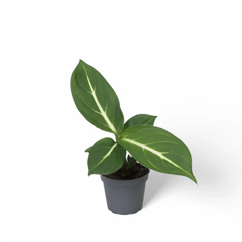 Dieffenbachia seguine 'Green Magic' aka 'Sterling' potted plant in nursery pot on white background.