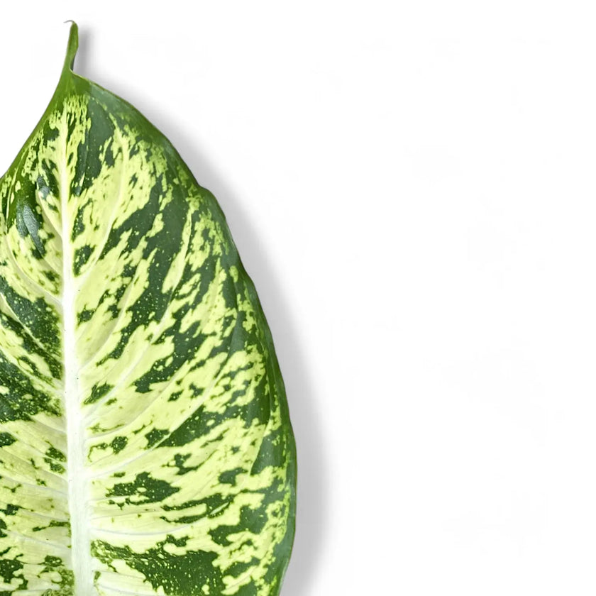 Dieffenbachia seguine 'Mars' close-up of leaf on white background.