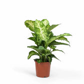 Dieffenbachia seguine 'Mars' potted plant in nursery pot on white background.